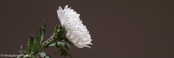 Chrysantheme vor schwarzem Hintergrund